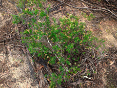 Pomaderris obcordata