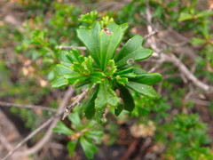 Pomaderris obcordata