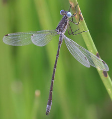 Lestes stultus