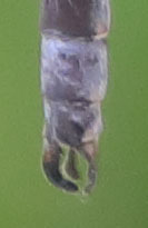 Lestes stultus