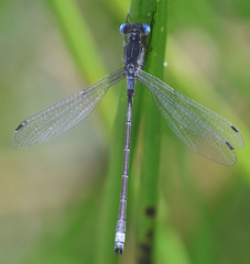 Lestes stultus