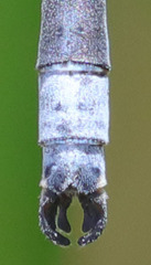 Lestes stultus