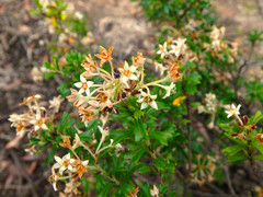 Pomaderris obcordata