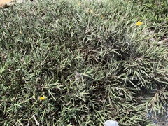 Genista acanthoclada