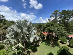 Bismarckia