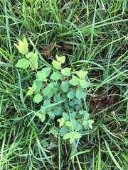 Symphoricarpos × chenaultii