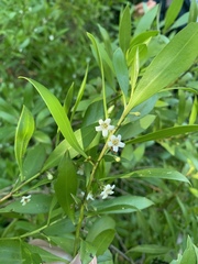 Myoporum boninense