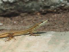 Takydromus kuehnei
