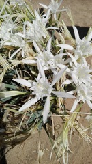 Pancratium maritimum