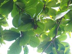 Myotis formosus flavus