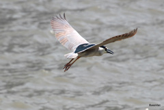 Nycticorax nycticorax