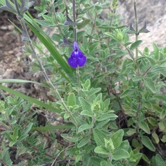 Salvia chamaedryoides