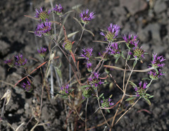 Monardella douglasii