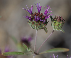 Monardella douglasii