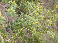 Melaleuca acuminata acuminata