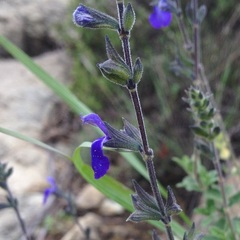 Salvia chamaedryoides