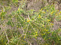 Melaleuca acuminata acuminata