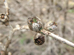 Melaleuca acuminata acuminata