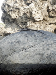 Emoia atrocostata