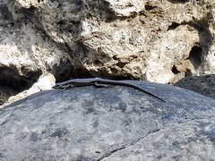Emoia atrocostata