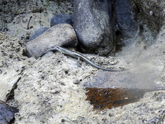 Emoia atrocostata