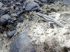 Emoia atrocostata