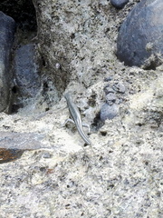 Emoia atrocostata