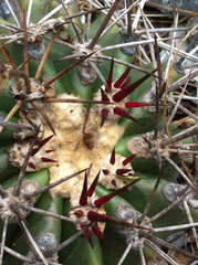 Ferocactus lindsayi