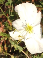 Oenothera cespitosa