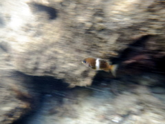 Chrysiptera biocellata