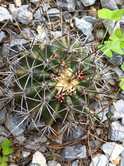 Ferocactus lindsayi