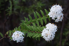 Coastal Rice Flower (Pimelea gnidia)