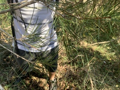 Melaleuca linearis acerosa