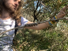 Melaleuca linearis acerosa