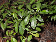 Tabernaemontana pandacaqui