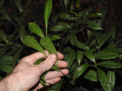 Tabernaemontana pandacaqui