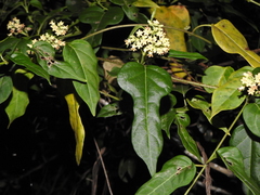 Parsonsia leichhardtii