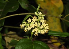 Parsonsia leichhardtii