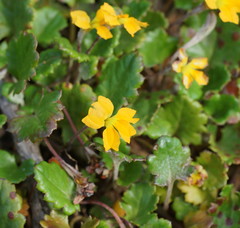 Goodenia hederacea alpestris