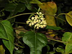 Parsonsia leichhardtii
