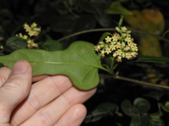 Parsonsia leichhardtii