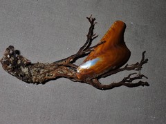 Pteria lata