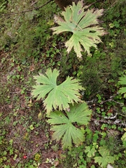 Aconitum septentrionale