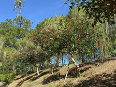 Erythrina crista-galli