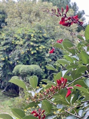 Erythrina crista-galli