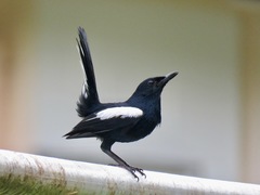 Oriental Magpie-Robin photo 4