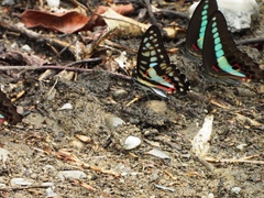 Graphium doson postianus