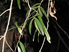 Podocarpus elatus