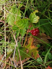 Rubus arcticus