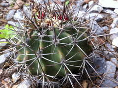 Ferocactus lindsayi